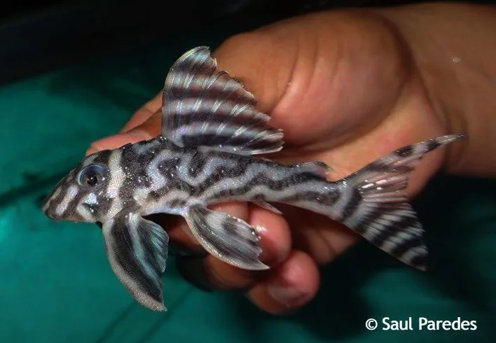 世界　(hervest moon × igdrasill) from pleco Hypancistrus cf. seideli L173 - Catfish Codex