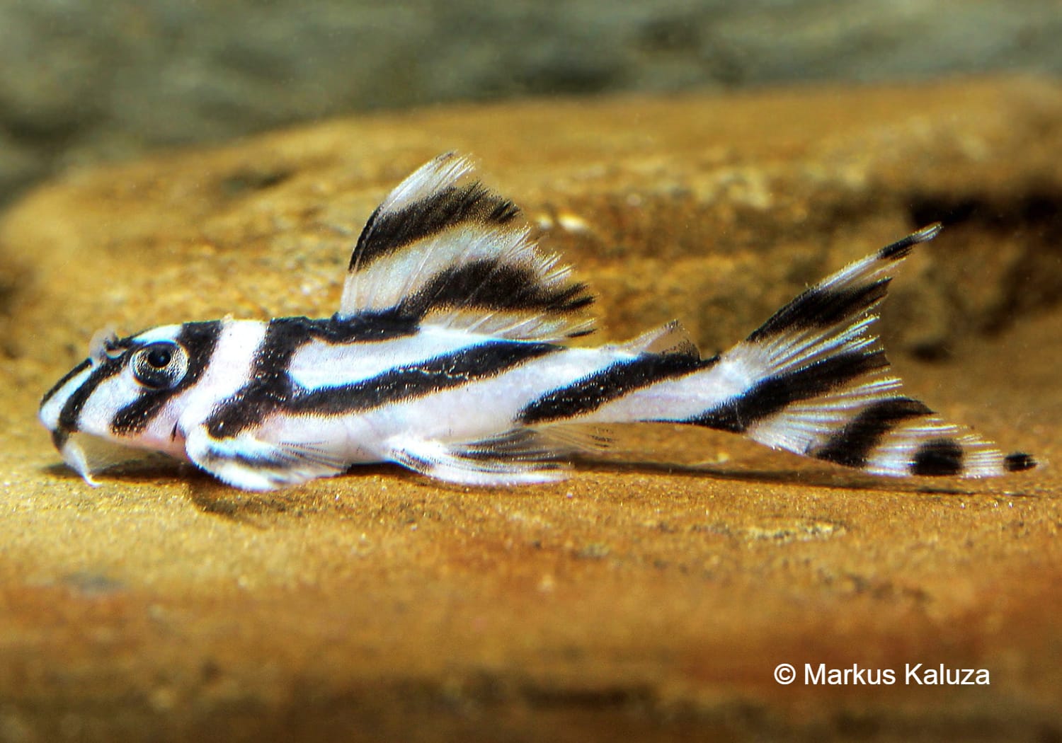 Hypancistrus zebra L46 / L98 / L250 - Catfish Codex