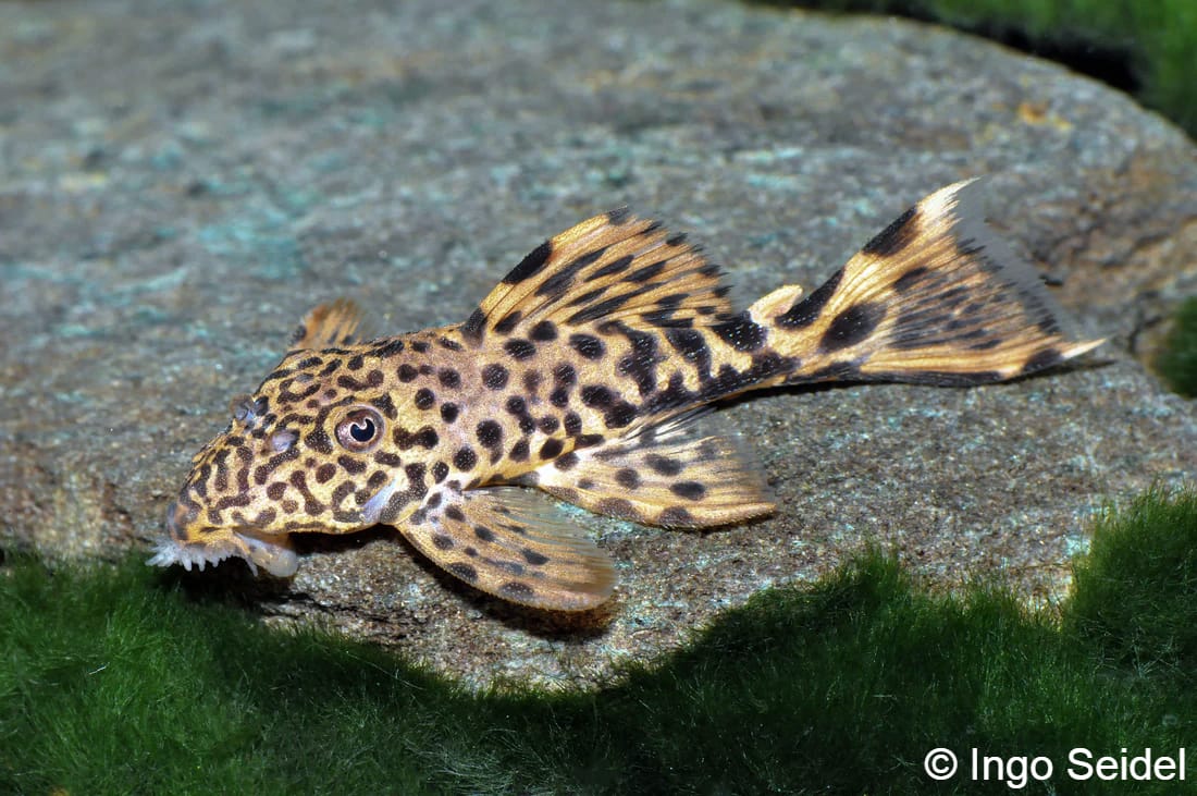 Leporacanthicus triactis L91 - Catfish Codex