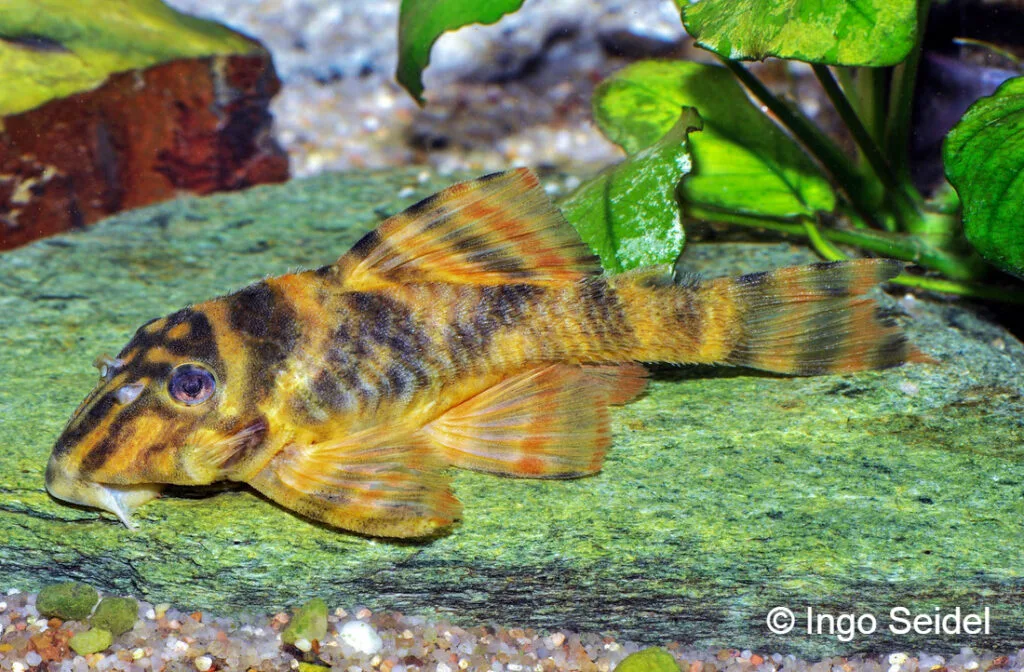 Panaqolus claustellifer L306 - Catfish Codex
