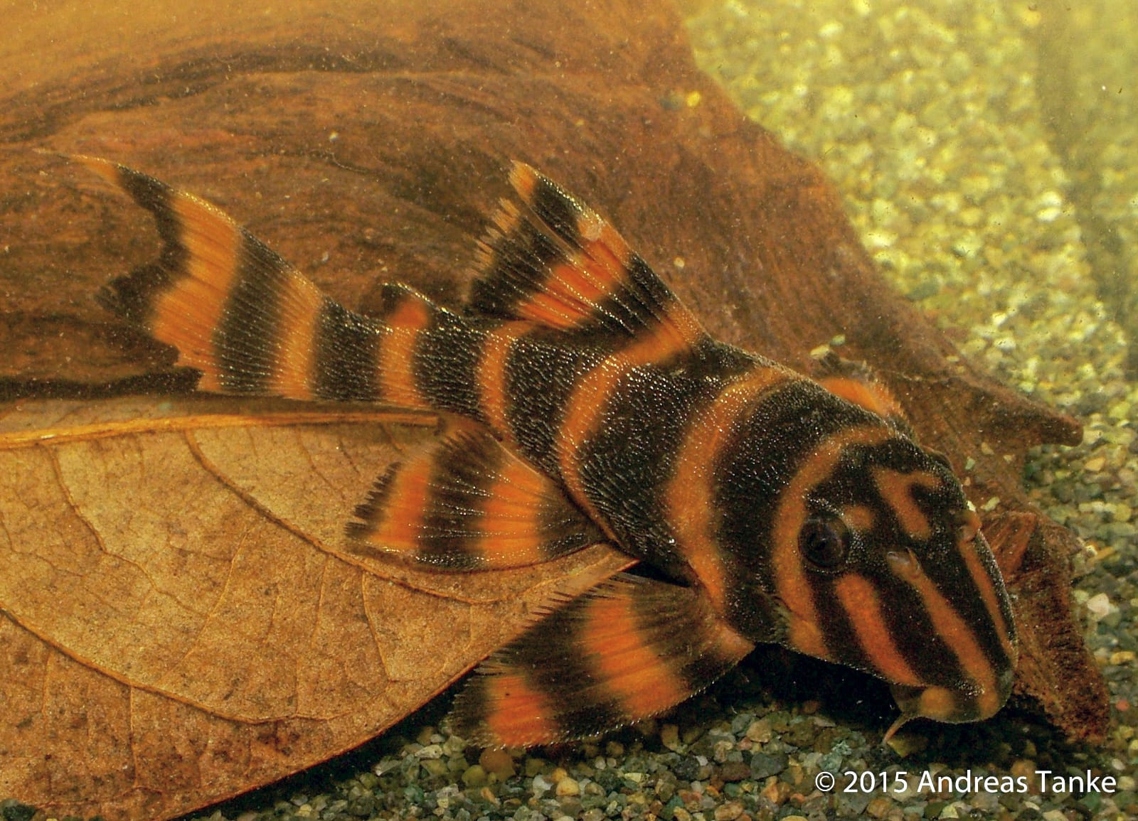 Panaqolus claustellifer L306 - Catfish Codex